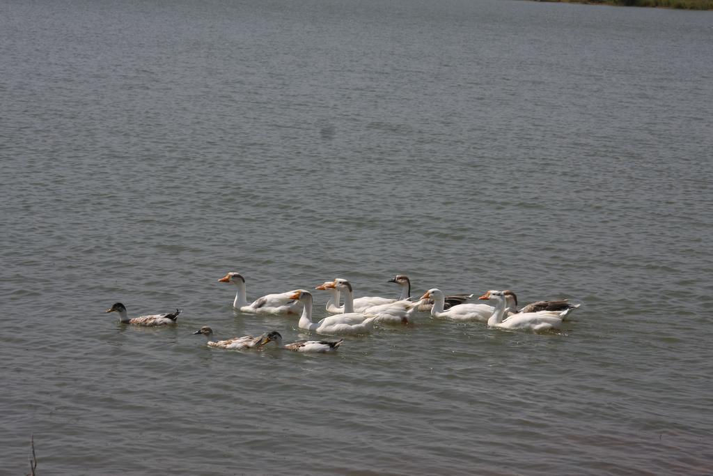 Juesta Lake Nahargarh Palace, Chittorgarh Pārsoli 외부 사진